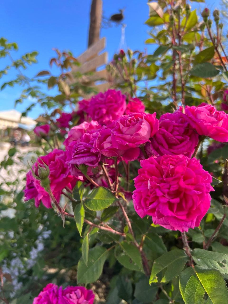 Riapertura-Podere-Leoni-1