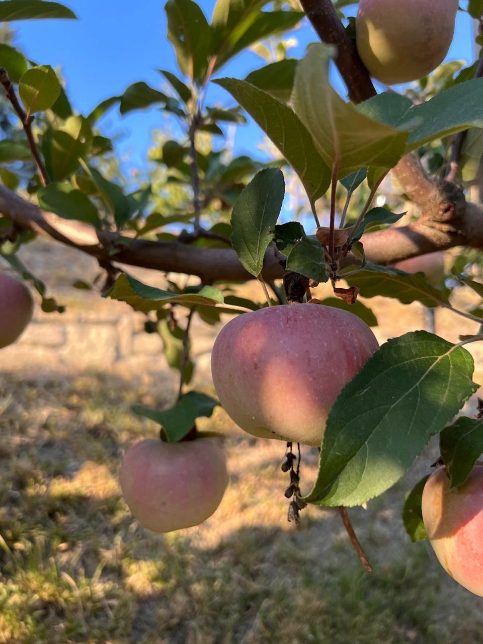 Riapertura-Podere-Leoni-5