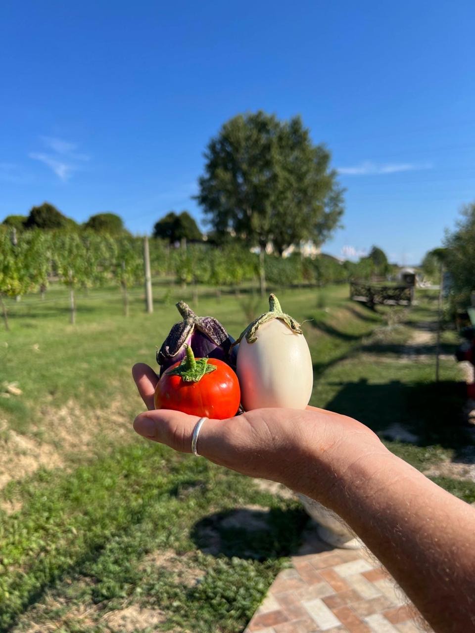 Riapertura-Podere-Leoni-6